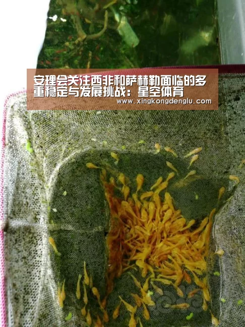 安理会关注西非和萨赫勒面临的多重稳定与发展挑战:星空体育